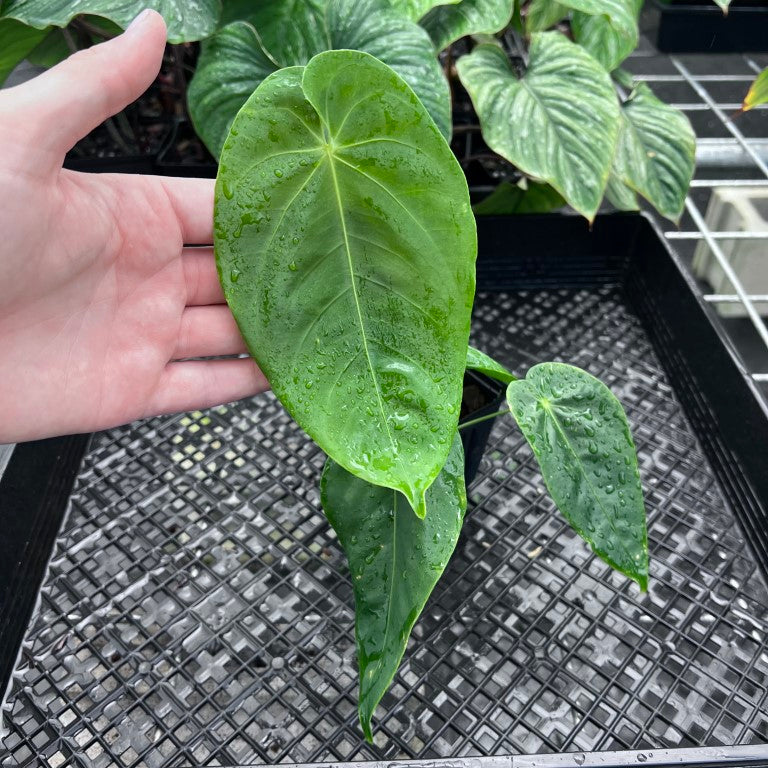 Anthurium Angamarcanum , Exact Plant Ships Nationwide