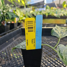 Load image into Gallery viewer, Scindapsus Peasun, Exact Plant Variegated Ships Nationwide
