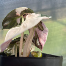 Load image into Gallery viewer, Alocasia Heart Balloon pink variegated exact plant, Fedex 2day*
