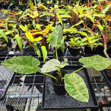 Load image into Gallery viewer, Philodendron Giganteum, Exact Plant Variegated Ships Nationwide
