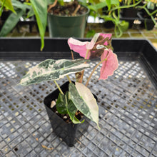 Load image into Gallery viewer, Alocasia polly snowflake pink variegated, Exact Plant Ships Nationwide.
