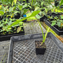 Load image into Gallery viewer, Philodendron Longilobatum Lelano Miyano, Exact Plant Ships Nationwide
