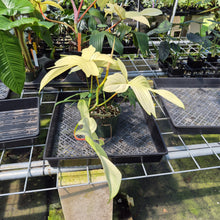 Load image into Gallery viewer, Philodendron Florida Ghost exact plant, Fedex 2day*
