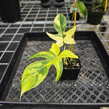 Load image into Gallery viewer, Philodendron Florida Beauty, Exact Plant Variegated Ships Nationwide
