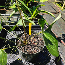 Load image into Gallery viewer, Anthurium Leuconeurum, Exact Plant
