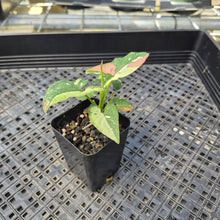 Load image into Gallery viewer, Syngonium Red Spot Tricolor, Exact Plant Variegated Ships Nationwide

