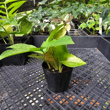 Load image into Gallery viewer, Zamioculcas Zamiifolia Wild Form ZZ, Exact Plant Variegated
