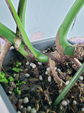 Load image into Gallery viewer, Borsigiana Aurea, Exact Plant, variegated Monstera
