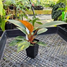 Load image into Gallery viewer, Philodendron Red Congo, Exact Plant Variegated Ships Nationwide
