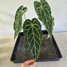 Load image into Gallery viewer, Anthurium Magnificum X Red Crystalinum exact plant, Fedex 2day*
