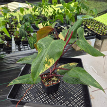 Load image into Gallery viewer, Philodendron Strawberry Shake Variegated exact plant, Fedex 2day*
