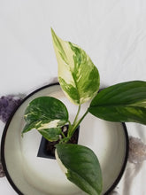 Load image into Gallery viewer, Monstera Lechleriana , Exact Plant Variegated Ships Nationwide
