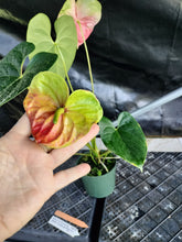 Load image into Gallery viewer, Anthurium Anuenue Obake bicolor, pink/ green, Exact Plant, ship nationalwide
