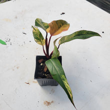 Load image into Gallery viewer, Philodendron Strawberry Shake, Exact Plant Variegated Ships Nationwide
