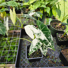 Load image into Gallery viewer, Alocasia Frydek, Exact Plant Variegated Multi plant
