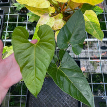 Load image into Gallery viewer, Anthurium Decipiens, Exact Plant
