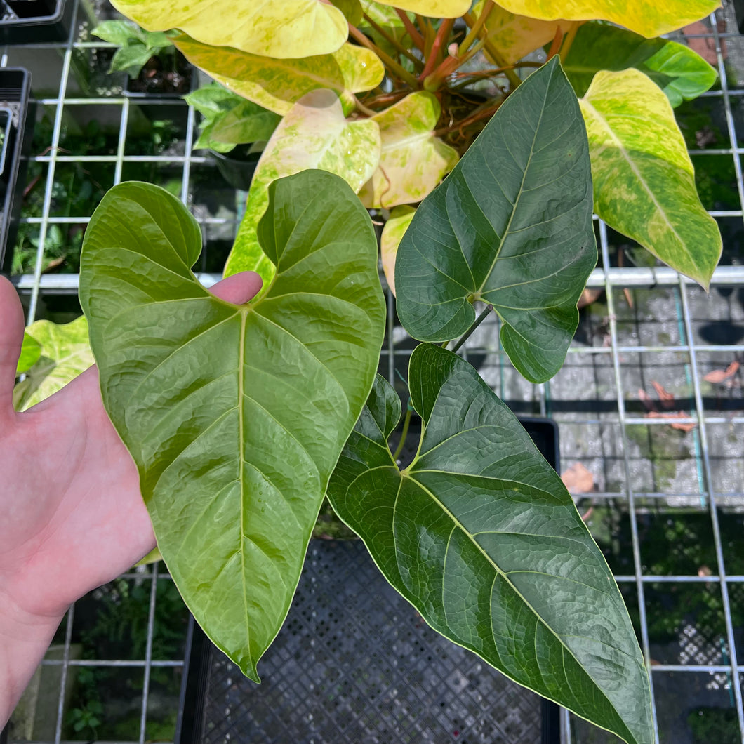 Anthurium Decipiens, Exact Plant