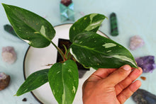 Load image into Gallery viewer, Variegated Philodendron White Princess, exact plant, ships nationwide
