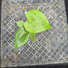 Load image into Gallery viewer, Anthurium Faustomirandae, Faustino&#39;S Giant, Exact Plant Ships Nationwide
