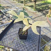 Load image into Gallery viewer, Philodendron Florida Ghost, Exact Plant
