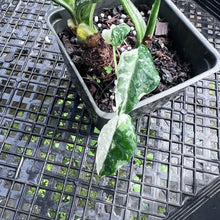 Load image into Gallery viewer, Alocasia Odora, Okinawa Silver, Exact Plant Variegated Multi top plant
