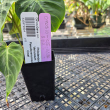 Load image into Gallery viewer, Philodendron Verrucosum Pseudoverrucosum Croat , Exact Plant Ships Nationwide
