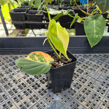 Load image into Gallery viewer, Philodendron Hederaceum Micans Aurea, Exact Plant Variegated Ships Nationwide
