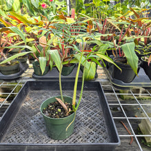 Load image into Gallery viewer, Philodendron Polypodioides, Exact Plant Ships Nationwide
