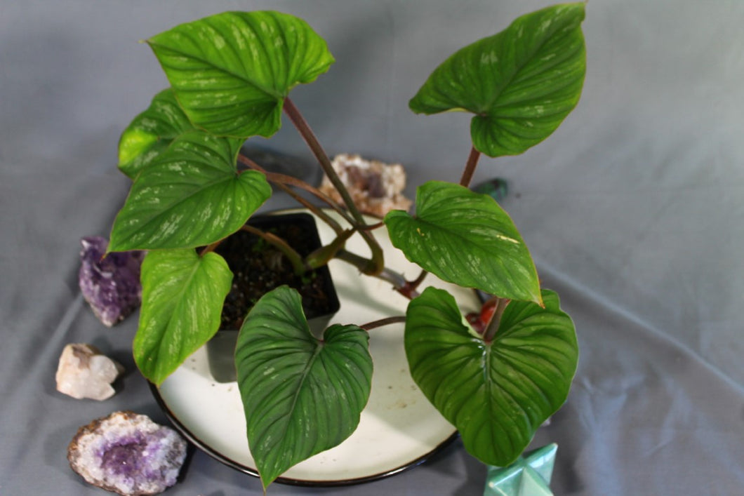 Philodendron Plowmanii Exact Plant Ships nationwide
