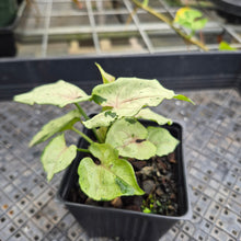 Load image into Gallery viewer, Syngonium Green Splash, Exact Plant Variegated Ships Nationwide

