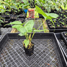 Load image into Gallery viewer, Anthurium Macrolobium, Exact Plant Ships Nationwide
