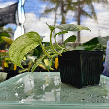 Load image into Gallery viewer, Scindapsus Peasun, Exact Plant Variegated Ships Nationwide
