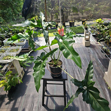 Load image into Gallery viewer, Philodendron Thaumatophyllum Goeldii X Selloum African Fantasy, Exact Plant

