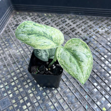 Load image into Gallery viewer, Scindapsus Peasun, Exact Plant Variegated Ships Nationwide
