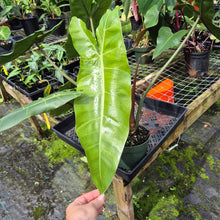 Load image into Gallery viewer, Philodendron Sp. Napo, Betsyii exact plant, Fedex 2day*

