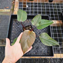 Load image into Gallery viewer, Philodendron Orange Princess, Exact Plant Variegated Ships Nationwide
