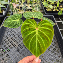 Load image into Gallery viewer, Philodendron Verrucosum Amazon Sunset exact plant, Fedex 2day*
