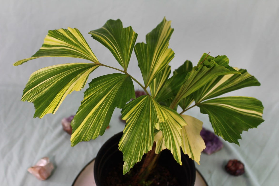 Variegated Fishtail Palm, Exact Plant