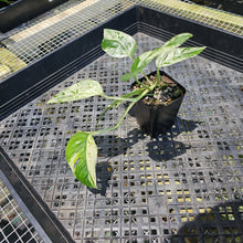 Load image into Gallery viewer, Epipremnum Pinnatum Marble, Exact Plant Variegated Ships Nationwide
