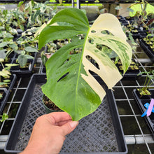 Load image into Gallery viewer, Monstera Borsigiana Albo Deliciosa Variegated exact plant, Fedex 2day*
