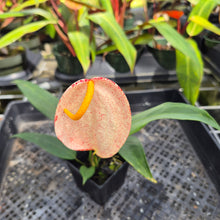 Load image into Gallery viewer, Anthurium Scherzerianum "Pig Tail" Speckled, Exact Plant
