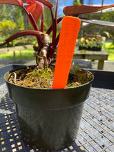 Load image into Gallery viewer, Philodendron Pink Princess Galaxy, Exact Plant Variegated
