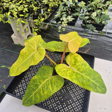 Load image into Gallery viewer, Philodendron Goldiana exact plant, Fedex 2day
