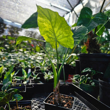 Load image into Gallery viewer, Alocasia Gageana Aurea, Exact Plant Variegated
