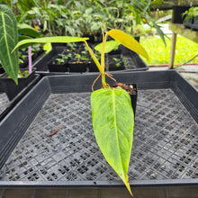 Load image into Gallery viewer, Philodendron Goldiana, Exact Plant Ships Nationwide
