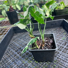 Load image into Gallery viewer, Alocasia Odora, Okinawa Silver, Exact Plant Variegated Multi top plant
