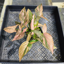 Load image into Gallery viewer, Syngonium Pink Splash, Exact Plant Variegated Double plant pot Ships Nationwide
