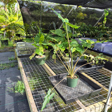 Load image into Gallery viewer, Alocasia Sarian aurea variegated exact plant, Fedex 2day*
