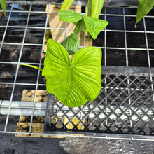 Load image into Gallery viewer, Philodendron Sharoniae, Exact Plant Ships Nationwide
