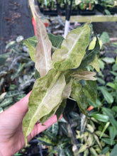 Load image into Gallery viewer, Alocasia Polly Aurea variegated 2.5" pot, Fedex 2day*

